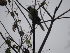 Cyanocorax mystacalis