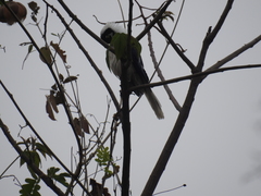 Cyanocorax mystacalis