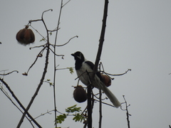 Cyanocorax mystacalis