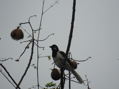 Cyanocorax mystacalis