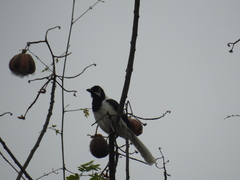 Cyanocorax mystacalis