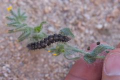 Nymphalini