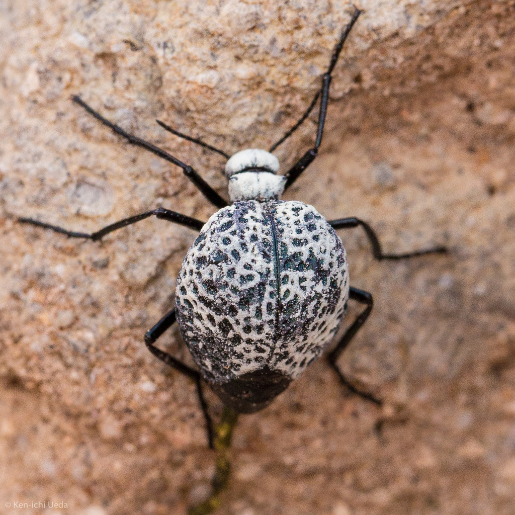 Desert Spider Beetles