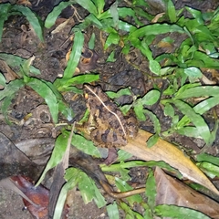Fejervarya limnocharis
