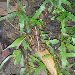 Fejervarya limnocharis