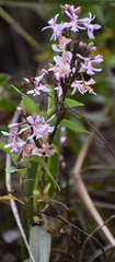 Epidendrum blepharistes