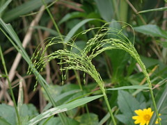 Panicum bisulcatum