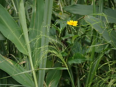 Panicum bisulcatum