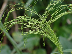 Panicum bisulcatum