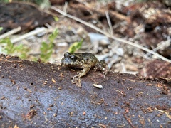 Eupsophus emiliopugini