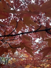 Acer rubrum