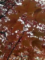 Acer rubrum