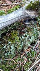Cladonia grayi