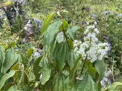Miconia laevigata