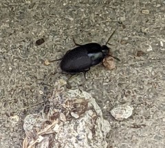 Gondwanocrypticus platensis