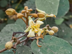 Capparicordis crotonoides