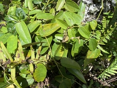 Aristolochia oblongata calceiformis