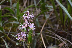 Epidendrum blepharistes
