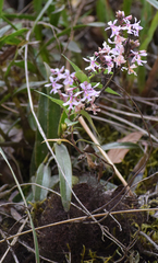 Epidendrum blepharistes