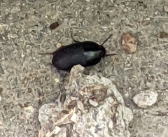 Gondwanocrypticus platensis