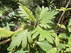 Bocconia frutescens