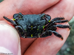 Pachygrapsus socius