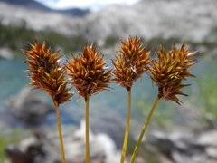 Carex specifica
