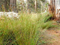 Carex specifica
