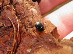 Adomerus biguttatus