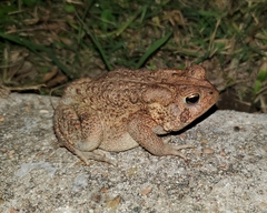 Anaxyrus americanus charlesmithi