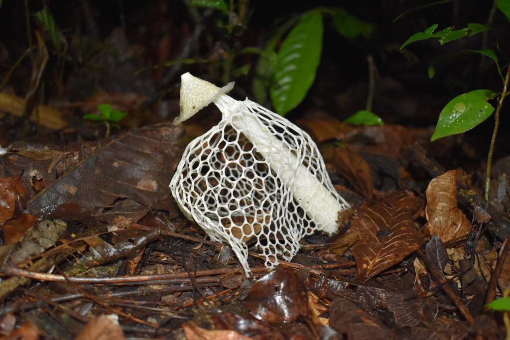 Phallus indusiatus · November 2021 · photo: © viniciusguerra (iNaturalist, cc-by-nc)