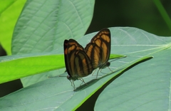 Lasippa tiga siaka