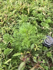 Cyclospermum leptophyllum