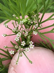 Cyclospermum leptophyllum