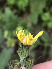 Sonchus oleraceus