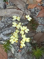 Stylidium luteum