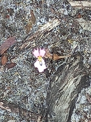 Stylidium androsaceum