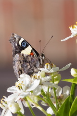 Vanessa itea