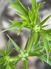 Eryngium expansum