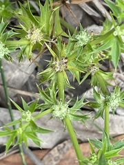 Eryngium expansum