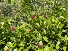 Pinochia corymbosa