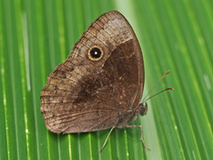 Bicyclus safitza