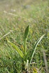 Dichromanthus michuacanus
