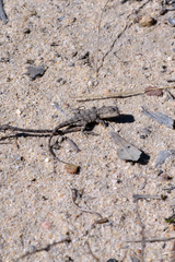 Amphibolurinae