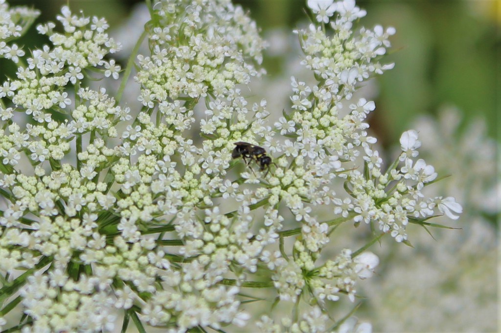 Modest Masked Bee