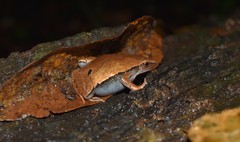 Hamptophryne boliviana