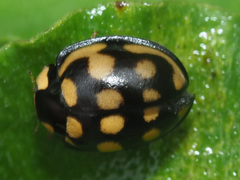 Cheilomenes sulphurea