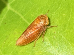 Rhytidodus decimusquartus