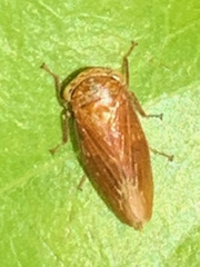 Rhytidodus decimusquartus