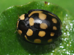 Cheilomenes sulphurea